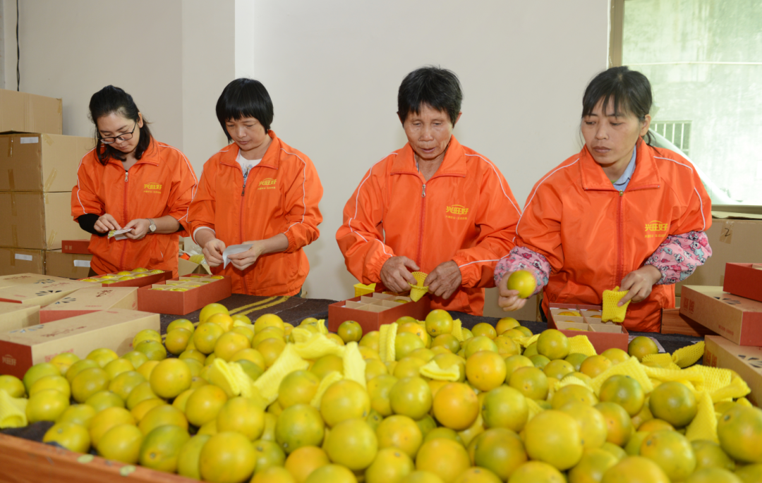 廉江市农业农村局最新资讯动态简报